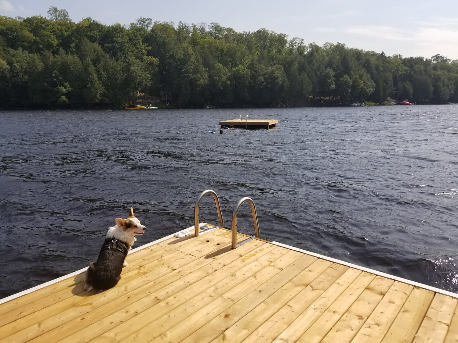 Dog on the dock looking out at the swim raft