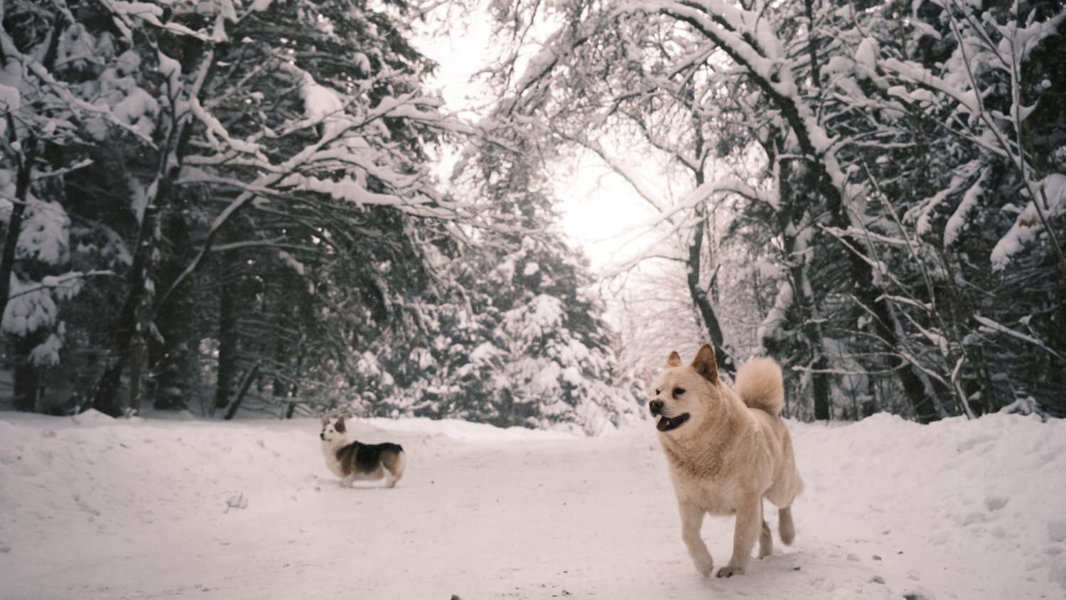 Dogs playing in the snowy forest