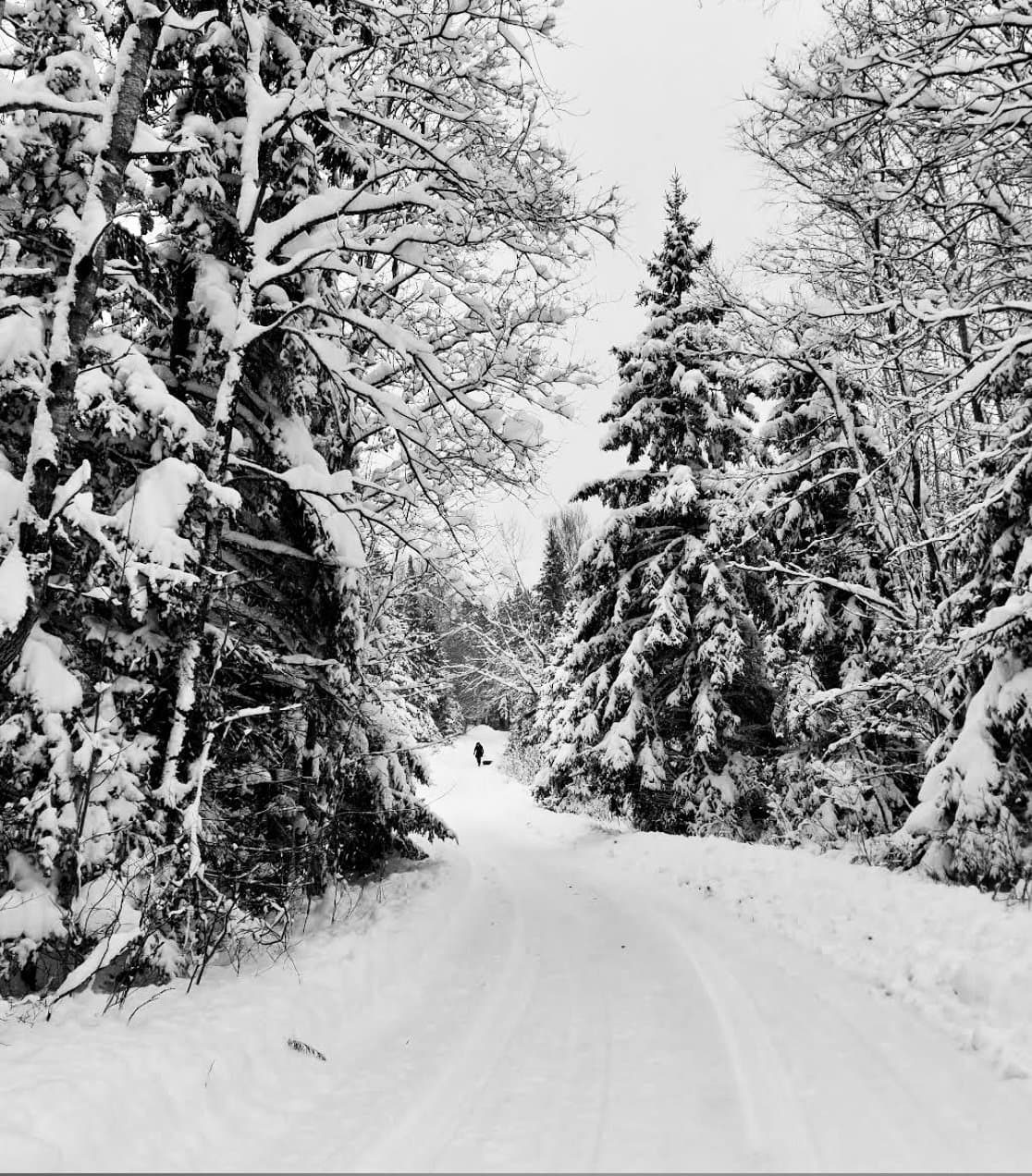 Snowy trail through the forest