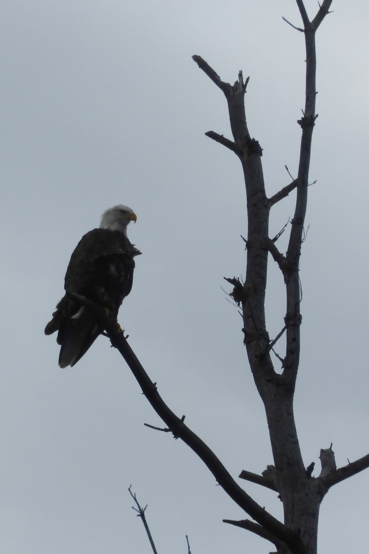 Bald eagle perched in a tree