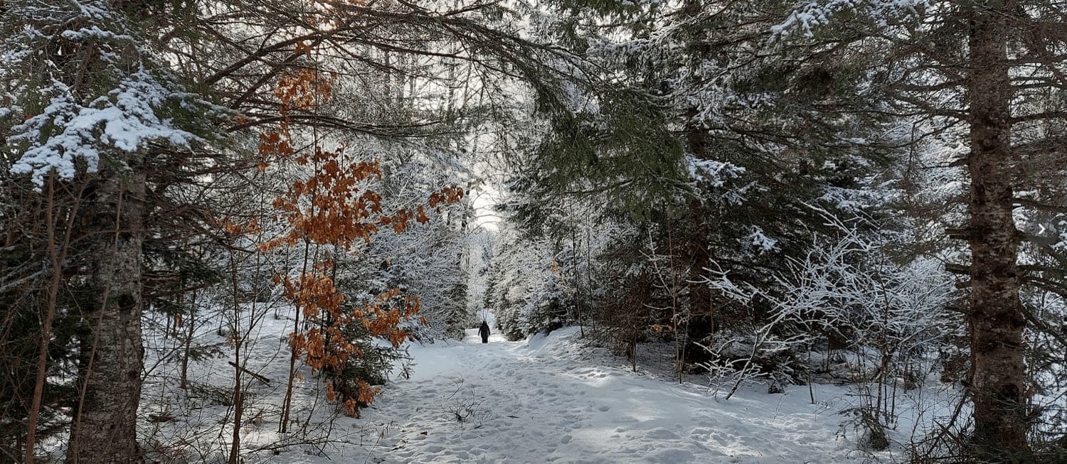 Snowy forest trail