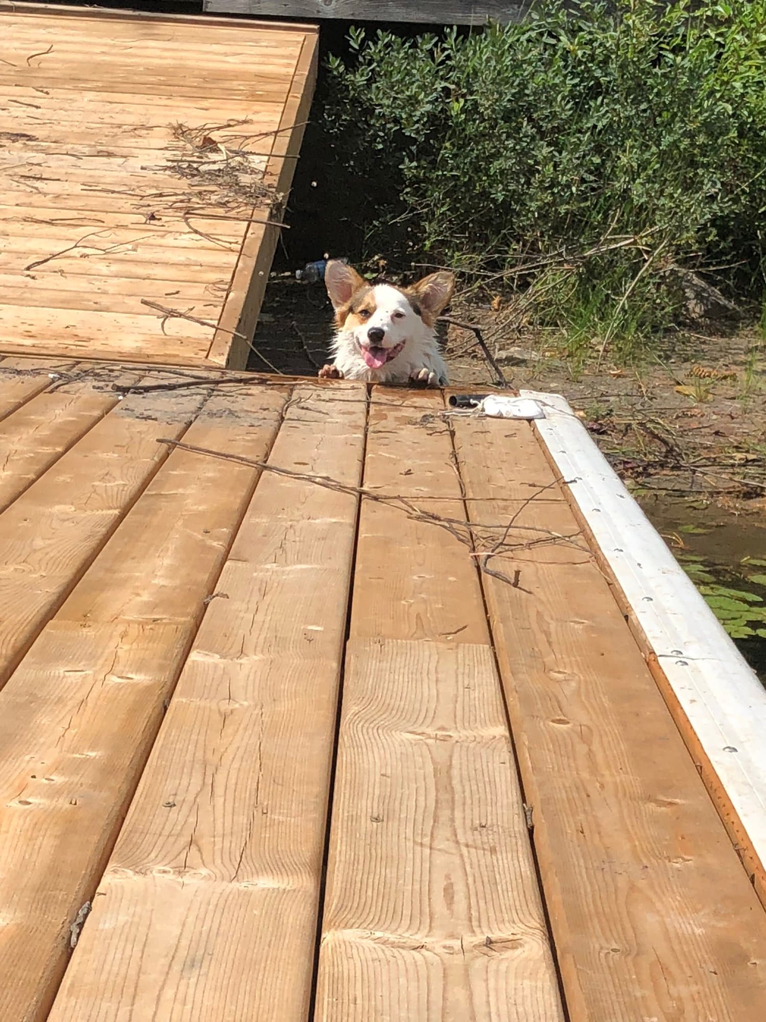 Dog peeking over the edge of the dock