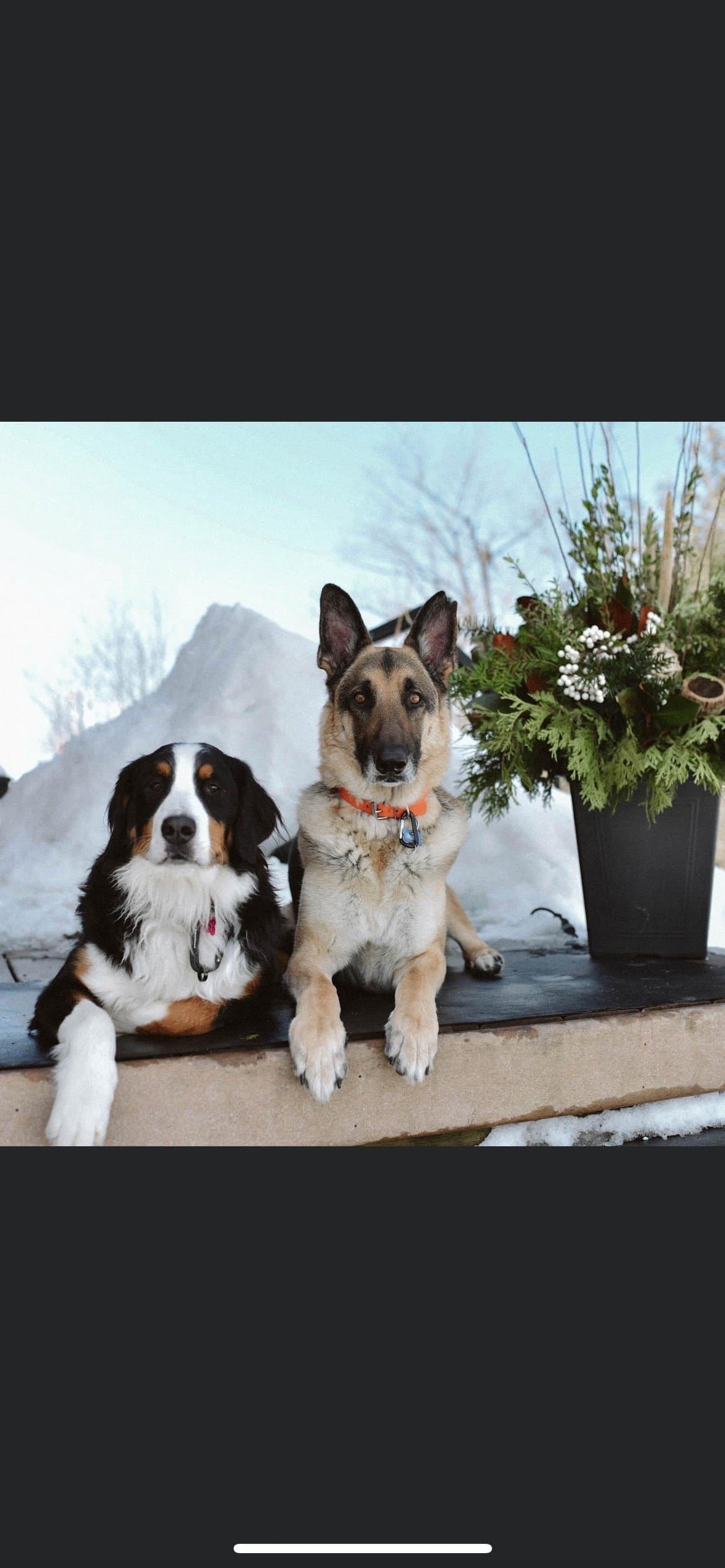 Dogs dressed up for a winter wedding