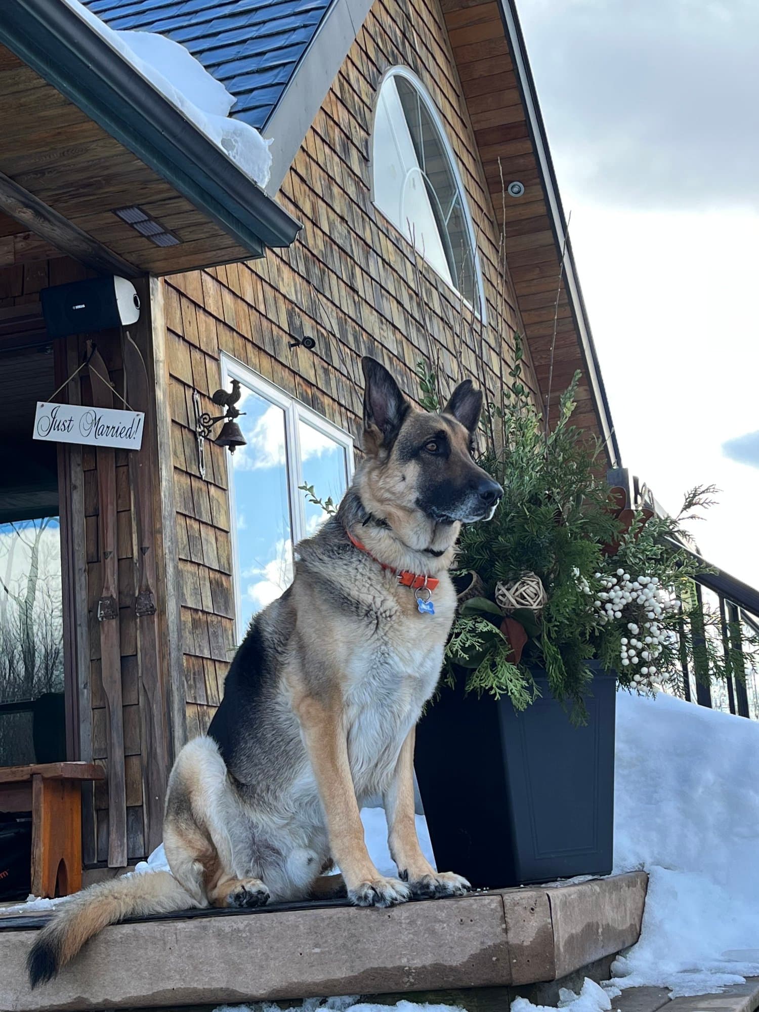 Dog at the cottage entrance in winter